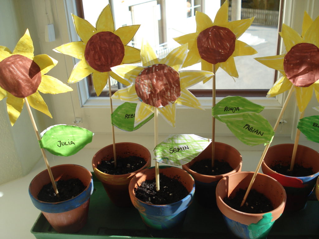 Unser Sonnenblumenprojekt… Kindergarten Trins